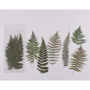 1 Paket - Eğrelti Otu Sticker