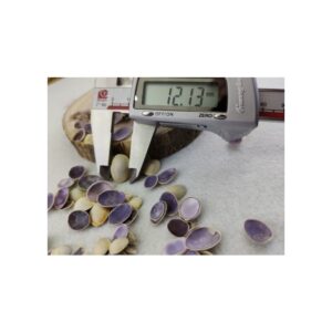 Deniz kabuğu 12 mm - 25 gr