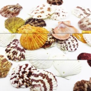 Deniz Kabuğu 5 Adetli Karışık Paket