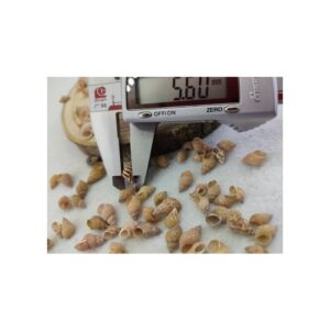 Deniz kabuğu 5.6 mm - 25 gr