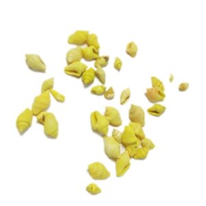 Deniz Kabuğu - Sarı Renk 25gr