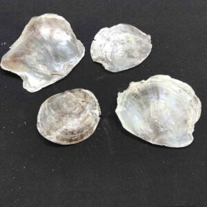 Doğal İnce Deniz Kabuğu - 1 ADET