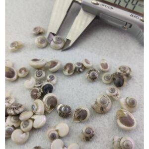 salyangoz kabuğu 8.4 mm  - 25 gr