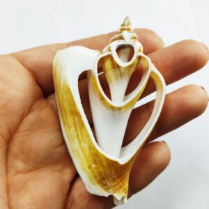 Strombus Aurısdıane Deniz Kabuğu